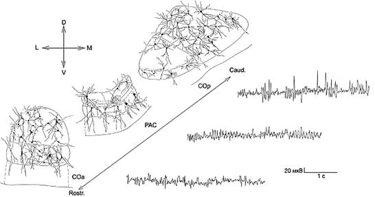 ����������-�������������� ��������� � ����������� ������������� ���� �������������� ���������