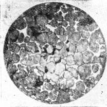 ������������� ��������