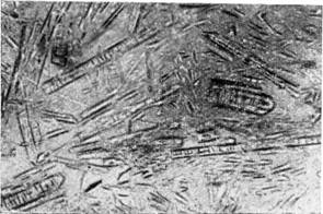 ������������� ��������