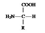 �������:                COOH
                &ccedil;
  H2N &frac34; C &frac34; H
                &ccedil;
               R 

