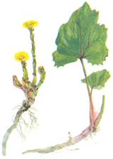 ����-�-������ ������������