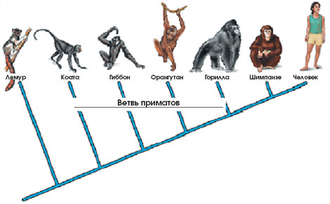 ������������ ������� ������������