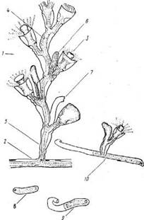 ���������� ������� � �������� ������������������� ��������� ��������