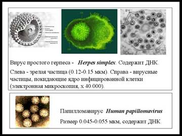 ��������� � �������� ��������