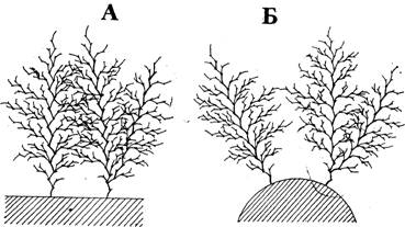 ���������� ������� � �������� obelia loveni