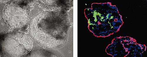 ������������� ��������� ������ ��������